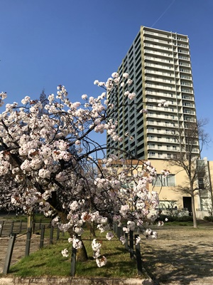 hitotoの桜.JPEG